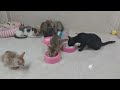 Try Not To Laugh Challenge🤣Funny and Cute CAT Videos Compilation 2024😻🐈