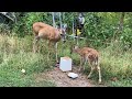 Whitetail Deer and Fawn @ The Hillbilly Hoarder