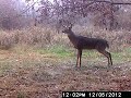 derek's deer