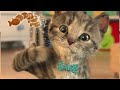 LITTLE KITTEN ADVENTURE - CARTOON KITTY AND ANIMAL FRIENDS ON THE ROAD - LONG SPECIAL
