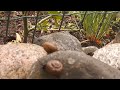 Snail romp:- found footage