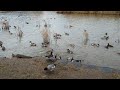安曇野市明科の御宝田湧水池のカモたち