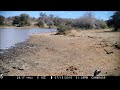 Warthog running a short distance and then stopping, in response to hearing lions