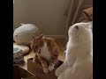 Try Not To Laugh | Funny Cat Videos | Funny Animal Videos 😂🤪🤣🔥