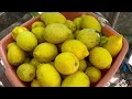 Harvesting Lemons 🍋 from my Kitchen Garden 100% Bio