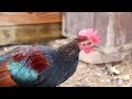 Kong's Southeast Asian Red Junglefowl - Foundation Rooster #1 (Eclipse Molt)