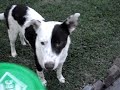 Putnam, my foster dog, fetching a frisbee