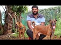 KOMBAI Dogs, Kannai, Chippiparai Native Dog Farm | தமிழ்நாட்டின் பெருமை Kombai dog puppies