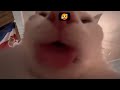 Cat licks like a Pro