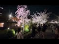 『ひとり旅』外国人に大人気 夜桜 祇園白川と円山公園 /Cherry Blossoms at Night in Gion Shirakawa and Maruyama Park/Kyoto trip