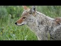 AMAZING Coyote on the side of the road!