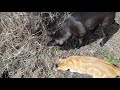 Cat and dog go hunting...again.