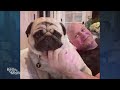 Michael Chiklis Named His Dog After Tom Brady