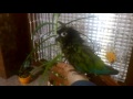 Greencheeked conure shower