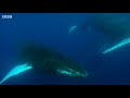 Whale Fights Males to Protect Calf | BBC Earth