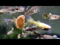 How to Breed Guppies STEP by STEP
