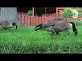 SO CUTE! Canada Geese and Goslings at my local park!