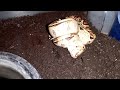 BOA CONSTRICTOR LIVE FEEDING