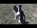 Border Collie Puppy Growing Up / 6 Weeks to 5 Months