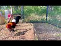 Feeding Red Jungle Fowl Wax Worms | Pub Kab Rau Qaib Qus