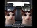 cat meme road trip part 1