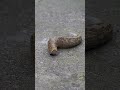 A slug eating something