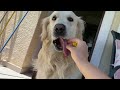 Golden Retriever's Reaction to Water Balloons