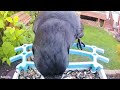 3 Corvids! Bluejay American crow black belled magpie eating up close! June 21