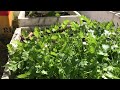 Tham quan vườn rau mini mới bắt đầu | Nguyen Ty vlog tập 4