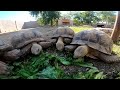 Feeding ALL My Tortoises! - Daily Routine