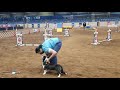 CC 2021 AKC agility national championship - Hybrid