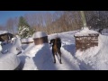 ROTTWEILER SHOVES HEAD INTO SNOW PILE