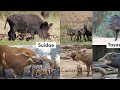 All 20 Wild Pig Species (& Their Piglets!)