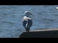 Ring-billed Gull Perched on Rock on Lake Ontario