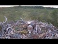 Nest #3 in Satakunta Finland, chick attacks mother 2022 07 10 00 20 42 177