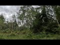 A time lapse walk through the New Forest