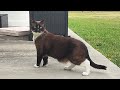 Cats 1/2 Saimese Florencia' Backyard Eating Grass Paranoid on High Alert lol Cat 😂 🐾 ✅