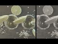 George Strait - Three Drinks Behind (Official Audio Video)