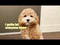 My Cavapoo Puppy - First 2 Years Expenses | Development | Medical I Training