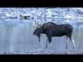 A big moose at Marroon Bells in Colorado
