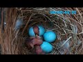 Season's first brood of Eastern Bluebirds, closeup of eggs hatching (second and third!!)