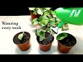 How to grow Pothos plant very easy in soil