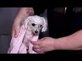 How to BATHE a DOG Properly at HOME 🐶🚿 (Professional Technique)