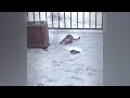 😸 IMPOSSIBLE TRY NOT TO LAUGH 🐶 Best Funniest Catss Video 2024 🐶🙀