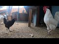 Backyard Chickens Long HD Video Relaxing Sounds Noises Hens Clucking Roosters Crowing!