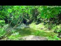 Cool Green Stream in middle of Harsh Summer, Natural Sounds for Relaxing, Sleeping, Meditating