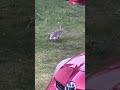 Rabbit in front of my house