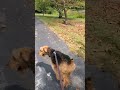 Rue the Airedale chases geese
