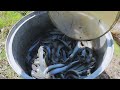 Breeding Catfish - Fish Hatchery - Fish Breeding Injection