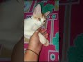 বিনা পয়সার ম্যাসাজ পেলে যা হয় ।। 😒 #trending #funny #cats #catlover